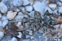 Rhagium sycophanta