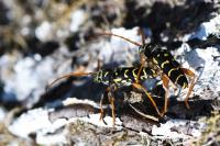 Plagionotus arcuatus