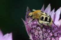 Trichius gallicus