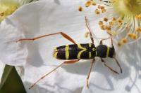 Clytus arietis