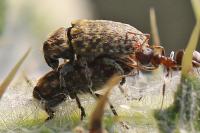 Rhinocyllus conicus
