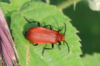 Pyrochroa serraticornis