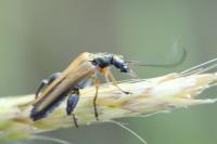 Oedemera podagrariae