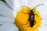 Rutpela nigra
