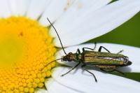 Oedemera nobilis