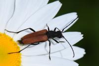 Anastrangalia dubia