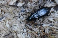 Pterostichus oblongopunctatus