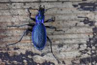 Carabus intricatus