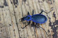 Carabus intricatus