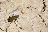 Cicindela campestris