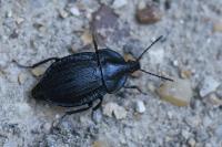 Phosphuga atrata