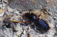 Clivina fossor