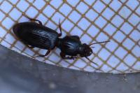 Clivina fossor