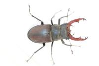 Lucanus cervus