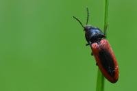 Ampedus sanguinolentus