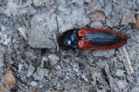 Ampedus sanguinolentus