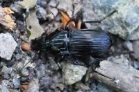 Abax parallelepipedus