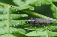 Agapanthia villosoviridescens