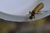 Cantharis