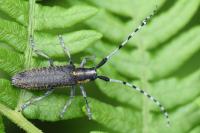 Agapanthia villosoviridescens