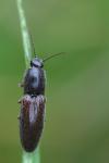 Athous haemorrhoidalis