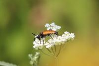 Stictoleptura fulva