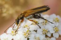 Oedemera podagrariae