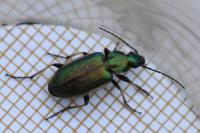 Agonum marginatum