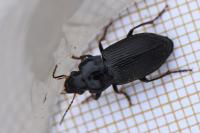 Harpalus