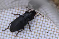 Harpalus