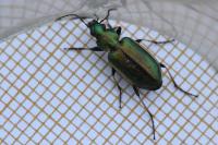 Agonum marginatum