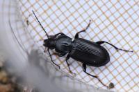 Pterostichus anthracinus