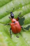 Apoderus coryli