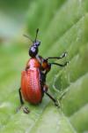 Apoderus coryli