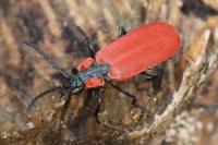 Lygistopterus sanguineus