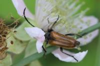 Pseudovadonia livida