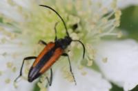 Stenurella melanura