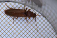Athous campyloides