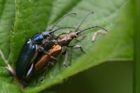 Plateumaris sericea