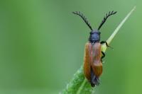 Drilus flavescens