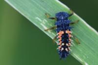 Harmonia axyridis