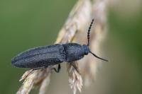 Cidnopus pilosus