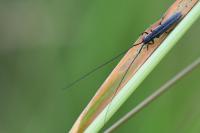 Calamobius filum