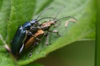Plateumaris sericea
