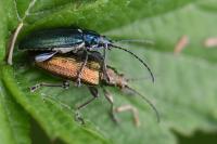 Plateumaris sericea