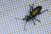 Plateumaris sericea