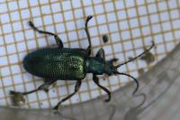 Plateumaris sericea