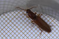 Athous campyloides