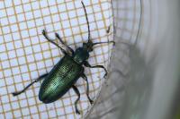 Plateumaris sericea