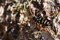Plagionotus arcuatus
